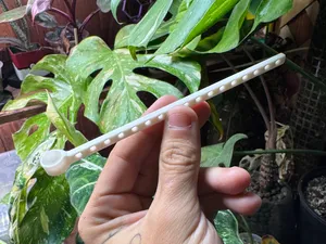 Terrarium Spoon (21Min 3.82g!)
