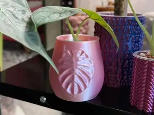 The Alokasia pot