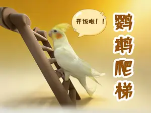 鹦鹉爬梯
