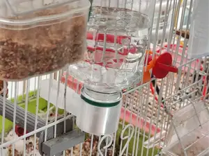 鹦鹉喝水器