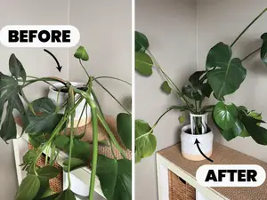 Plant Support