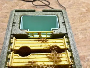 Apidea Futtereinsatz
