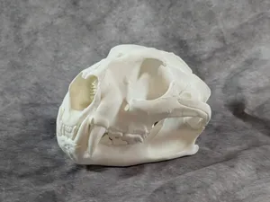 Mountain Lion Skull