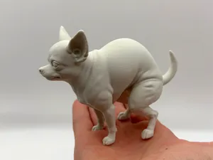 Pooping Chihuahua