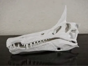 Spinosaurus mirabilis skull 1:25