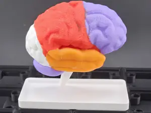 Gridfinity Anatomy: Brain (Half) - Colored Lobes