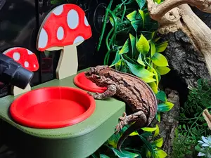 reptile feeding ledge