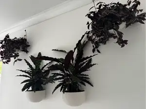 Wall-Mounted Planters