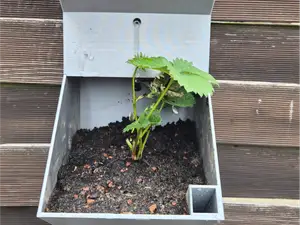 Blumentopf mit Bewässerung vertikal und modular
