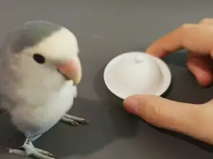 鹦鹉互动套娃餐盘