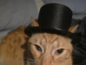 Feline Good Top Hat Cat Wearable