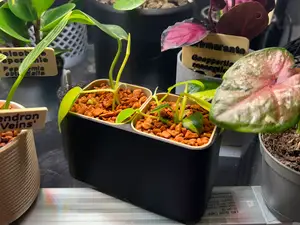 Multi Pot Self-Watering Hydro Cultivation System