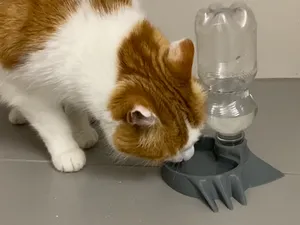 Wasserspender für Katzen / Cat drinking pond