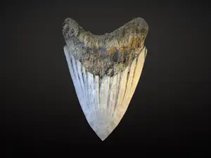 Dente fossile di MEGALODONTE in scala 1:1