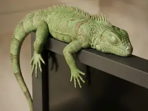 Monitor Iguana addormentata