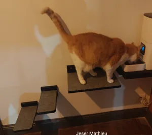 cat stairs / Escalier pour chat