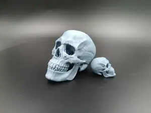 Anatomical Human Skull – Realistic