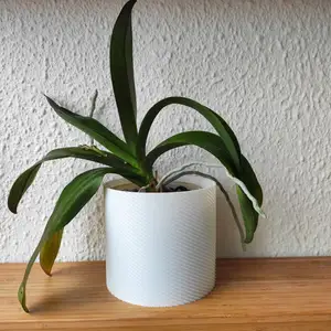 Orchid pot