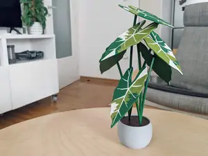 Variegated Alocasia Frydek plant with 6 coasters