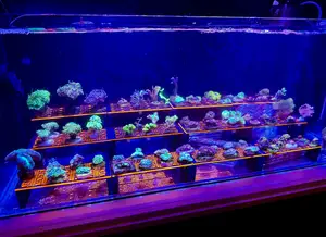 Frag Rack - Coral Frag Rack (NEW Update 04/2025)