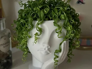viso donna porta pianta