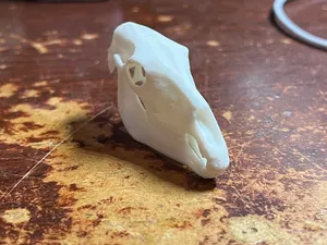 horses skull
