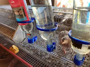 ABBEVERATOIO QUAGLIE QUAIL DRINKER