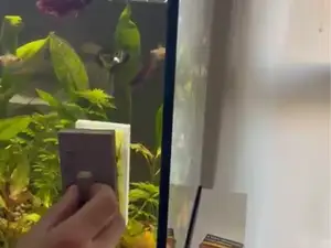 spugna pulisci vetro acquario
