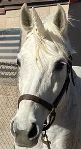 Unicorn Horn for Horse or Pony Bridle/Halter