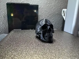 Human Skull Model