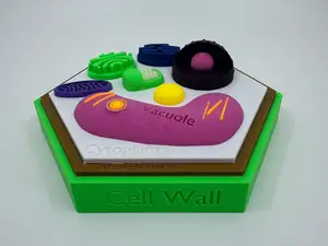 Plant Cell Model w/ Labels