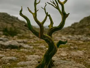Baum A