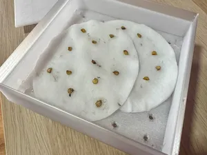 seed germination box