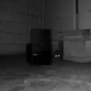 Best mouse trap