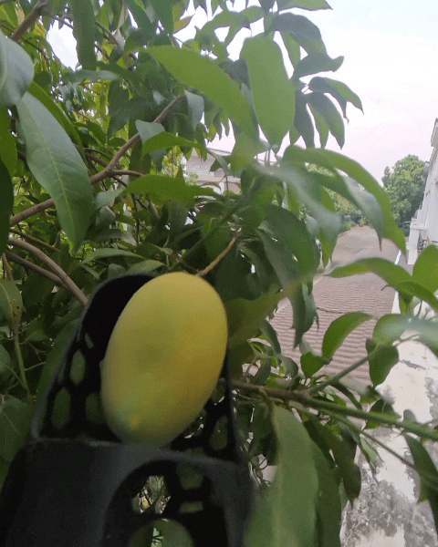 Fruit Picker-Tree Harvest Tool
