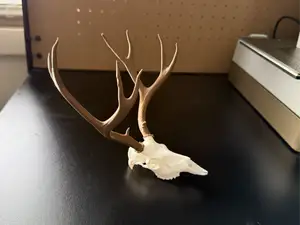 Big Mule Deer