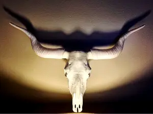 Bull Skull - New Skull - New Horns