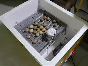 DIY Mini Egg Incubator for Rutin Chickens