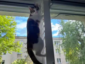 Cat protective fencing for tilting windows