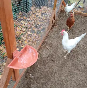 Waterer for chickens