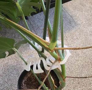 Tropical/monstera Plant Support, Holder, Tie leaf