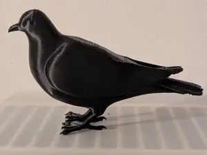 Pigeon