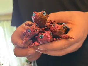 Crested Gecko Pack
