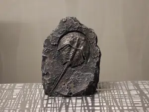 Fossil Pfeilschwanzkrebs (Horseshoe crab) Krebs