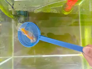 鱼缸捞鱼网