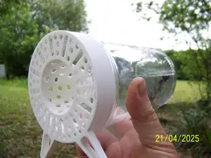Asian hornet trap - free bees
