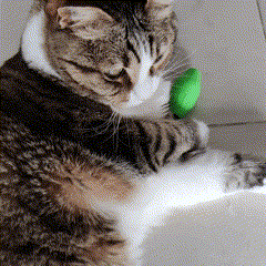 Catnip refillable cat toy