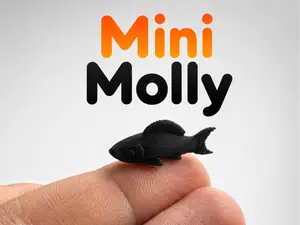Mini MolIy Fish