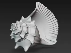 Spiral Conch Shell Ocean Shell – Oceanic Art Shell
