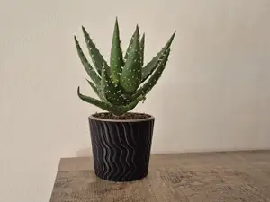 Pot